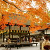 花・草木 紅葉  河合神社にて