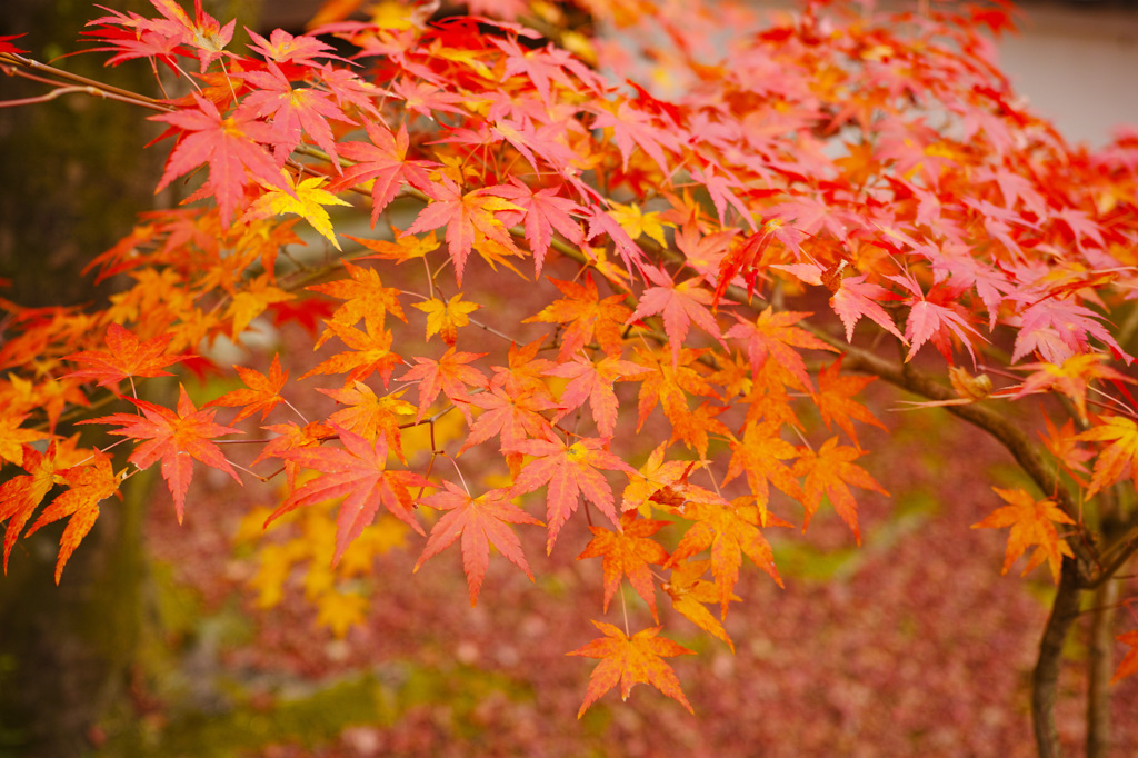 永観堂の紅葉