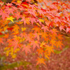 永観堂の紅葉