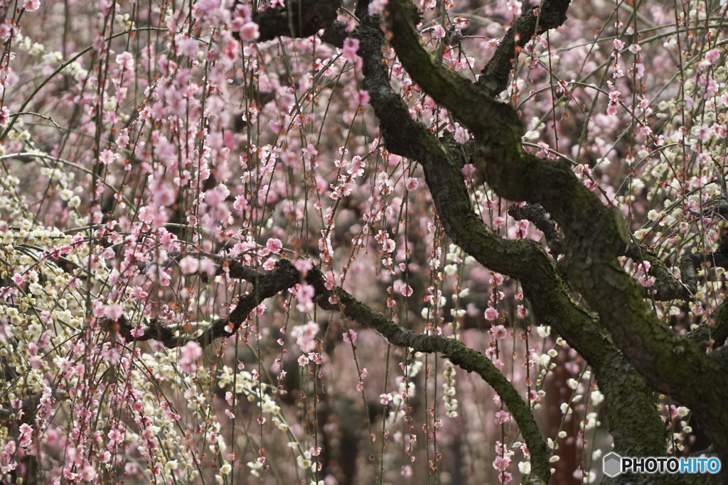 結城神社　しだれ梅　その2