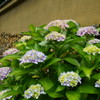 紫陽花B
