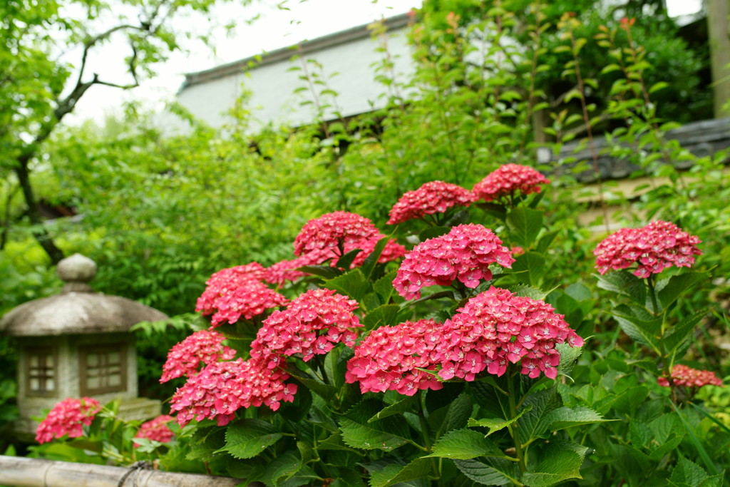 紫陽花E