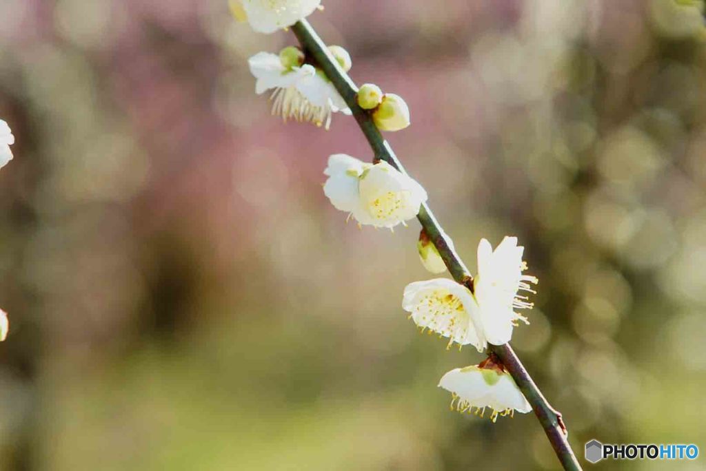 妖艶　梅　名古屋市農業センター　C