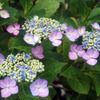 紫陽花
