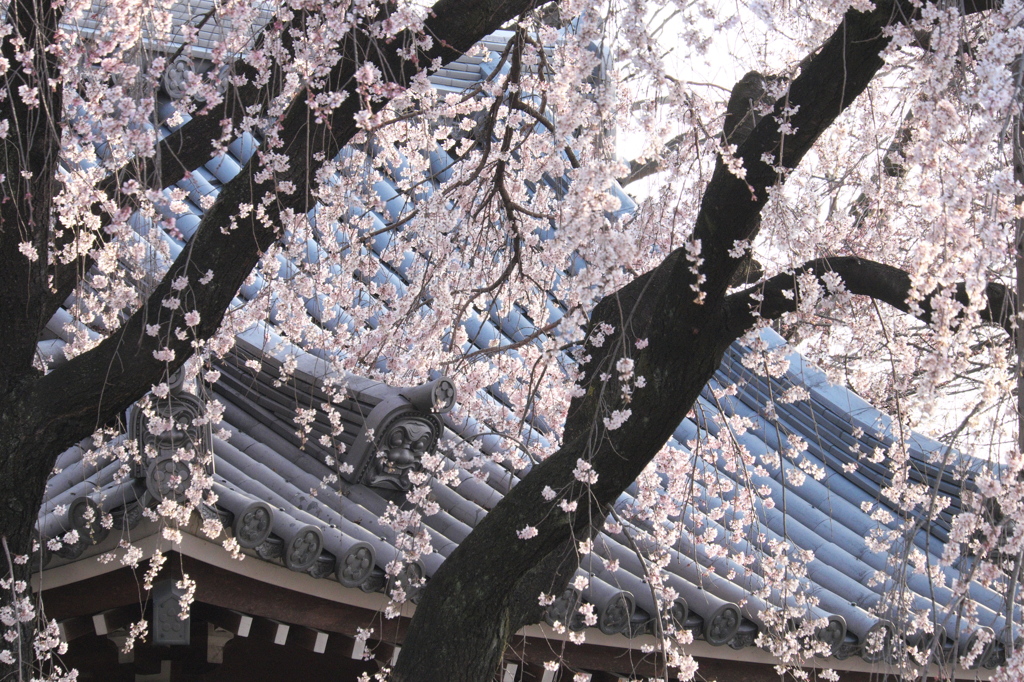 春一番　大永寺の桜　B