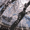 春一番　大永寺の桜　B