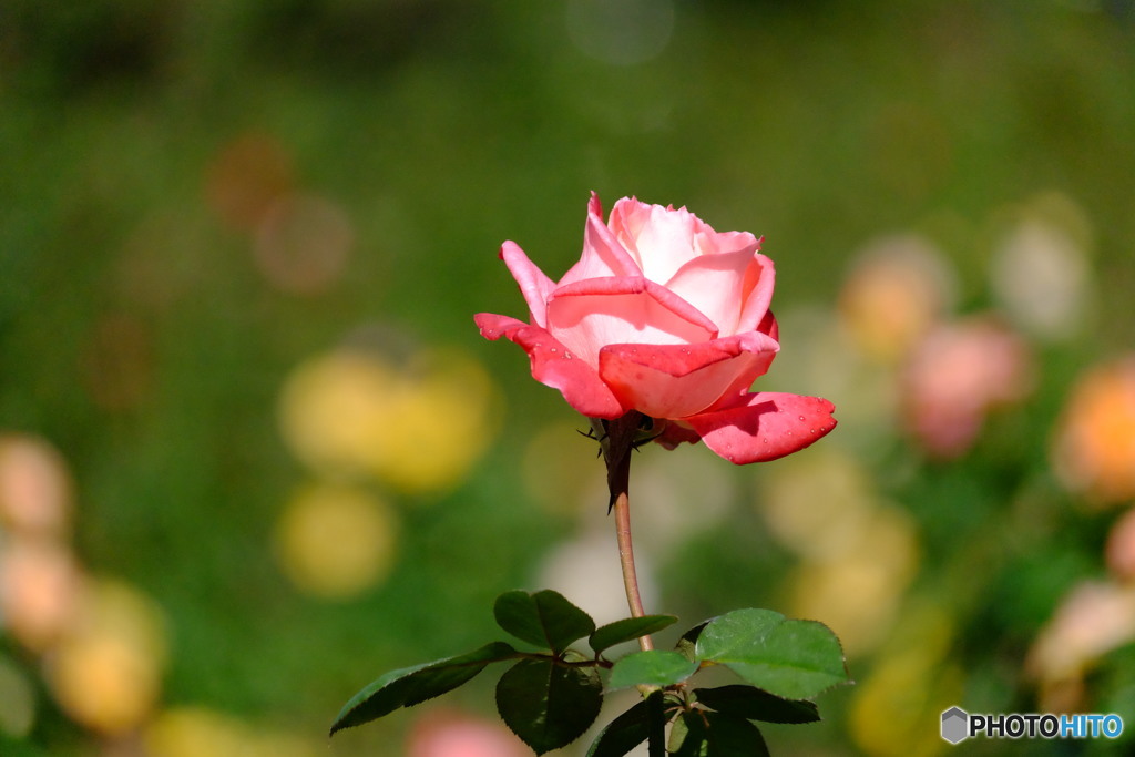 2016年秋薔薇