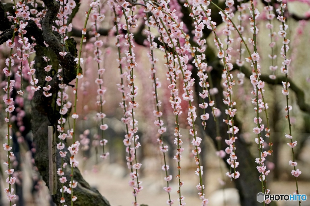 結城神社のしだれ梅　