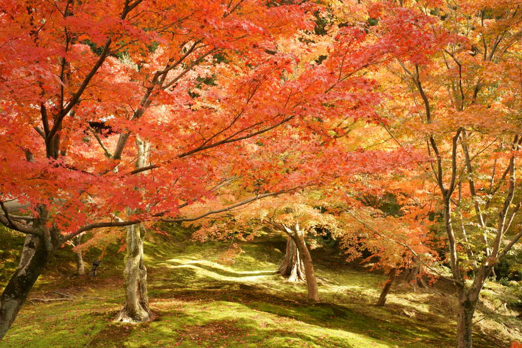 花・草木 紅葉 東福寺