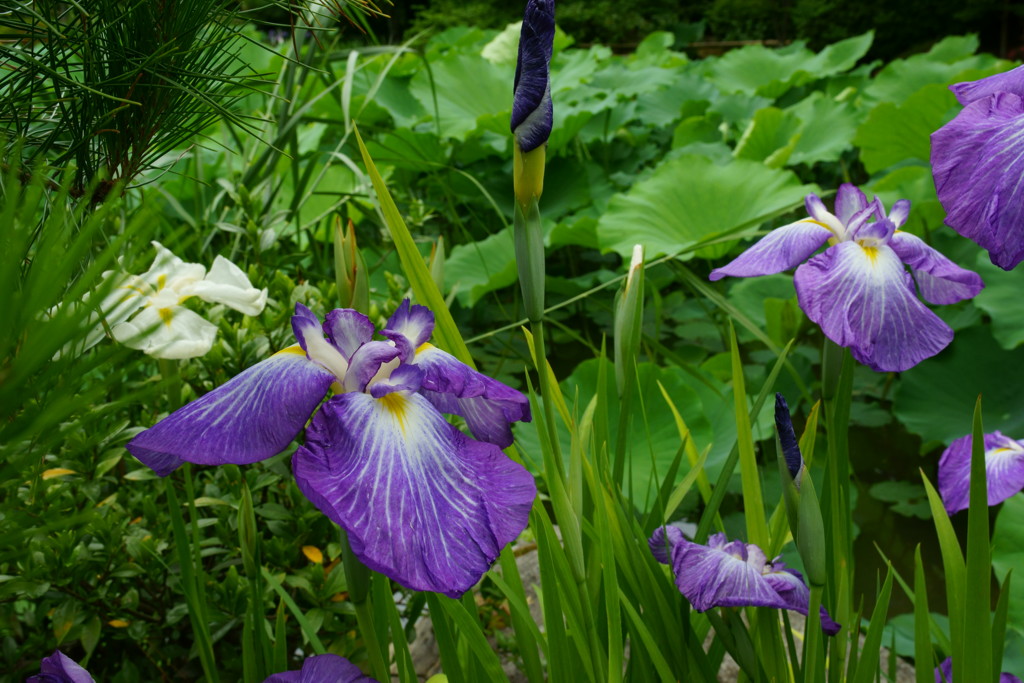 菖蒲