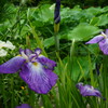 菖蒲