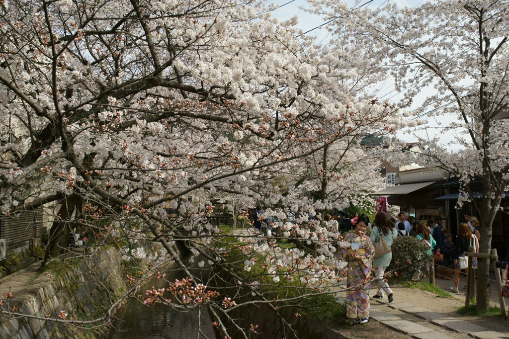京都　哲学の道