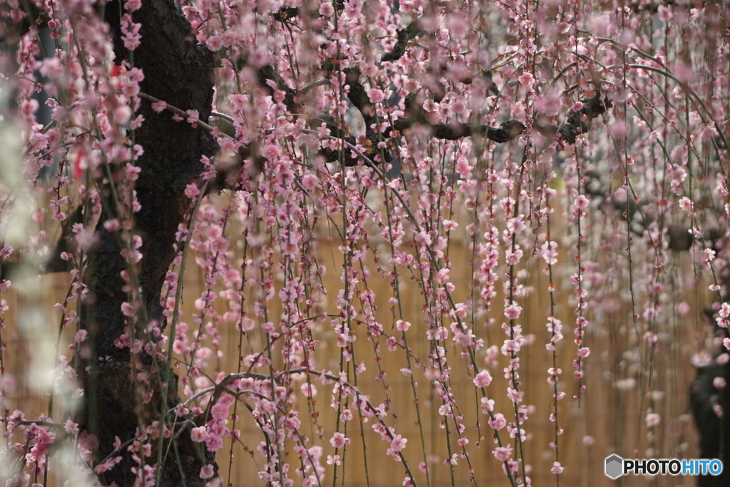結城神社　しだれ梅　その3