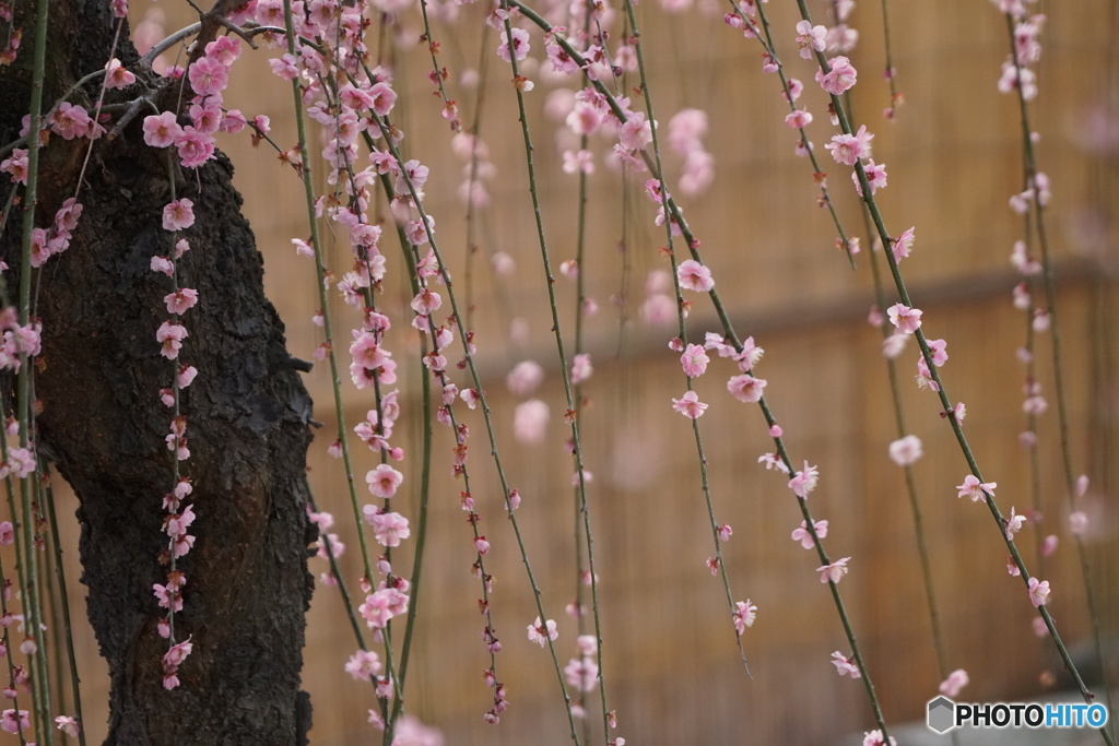 結城神社　しだれ梅　その1