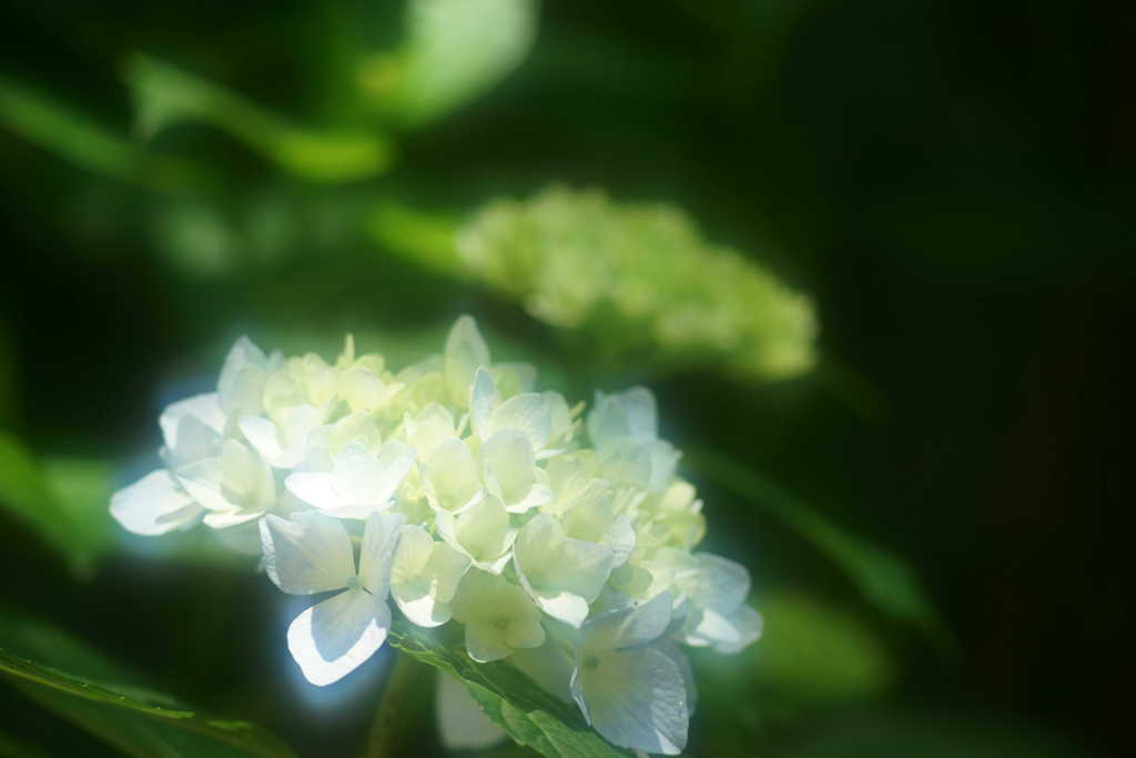 紫陽花
