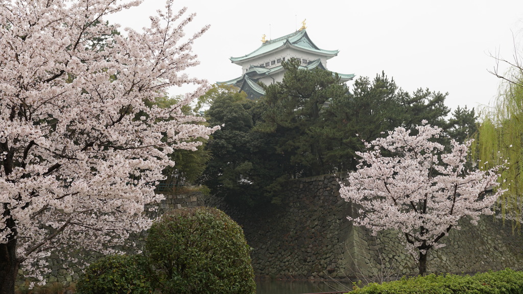 名古屋城の春