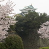 名古屋城の春