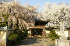 日本の桜美を求めて…