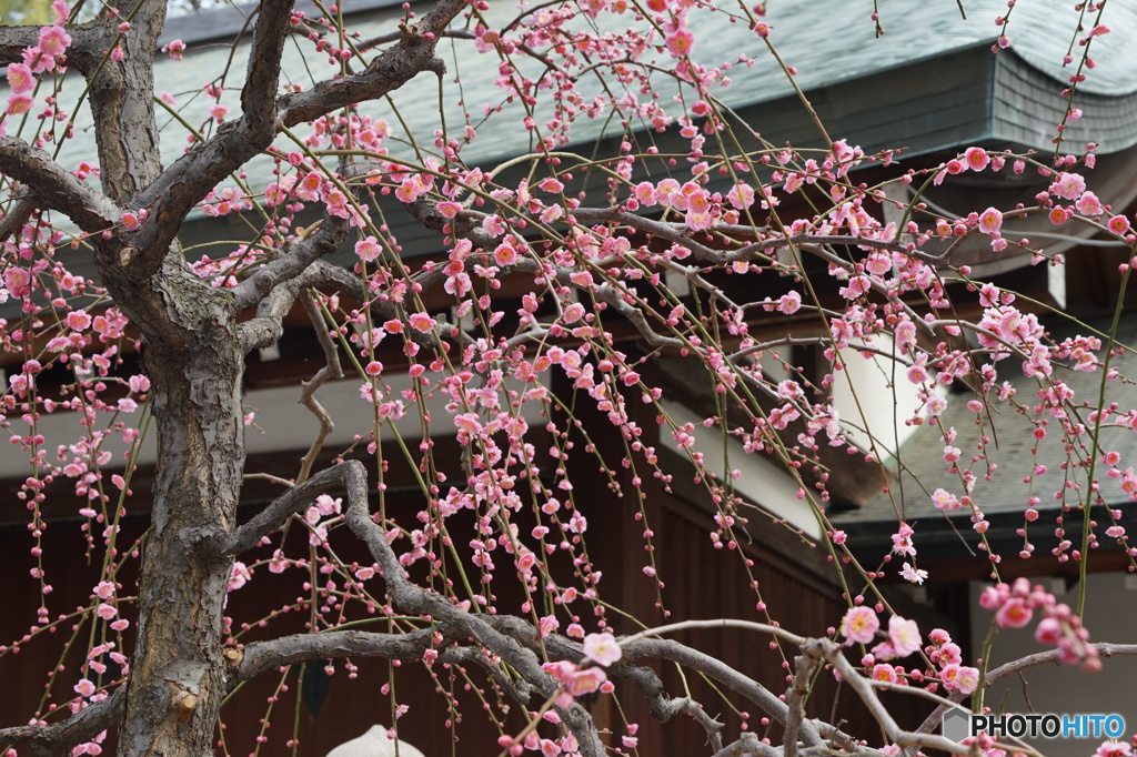 古都の早春　源氏物語　花の庭　城南宮神苑にて