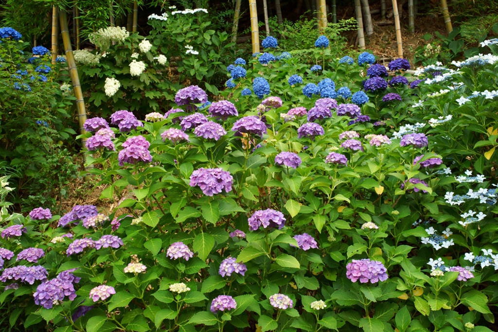紫陽花