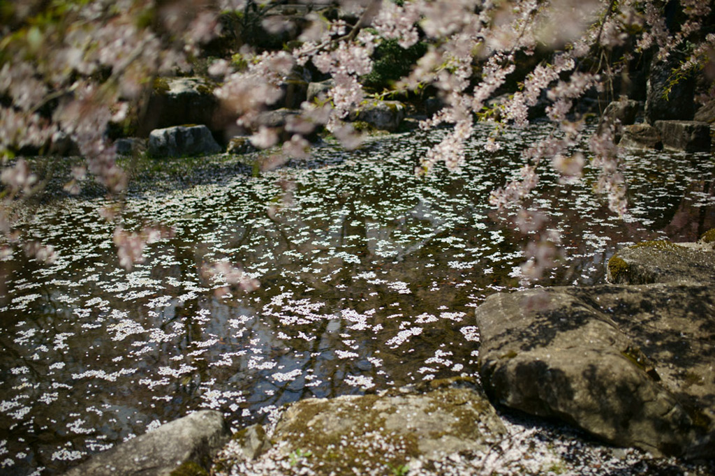 光前寺の桜