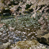 光前寺の桜