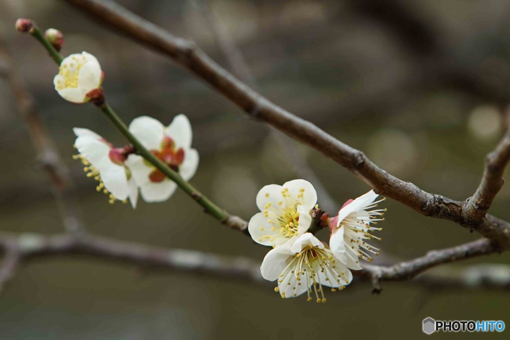 春の宴　梅宮大社の陽　B