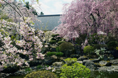 光前寺の桜