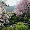 光前寺の桜