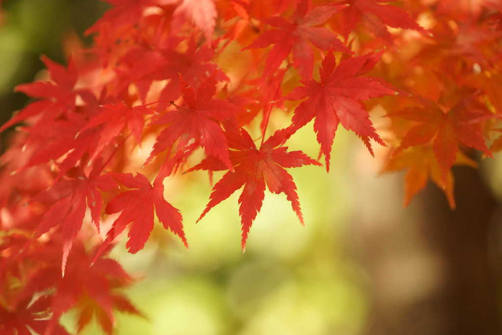 徳川園の紅葉