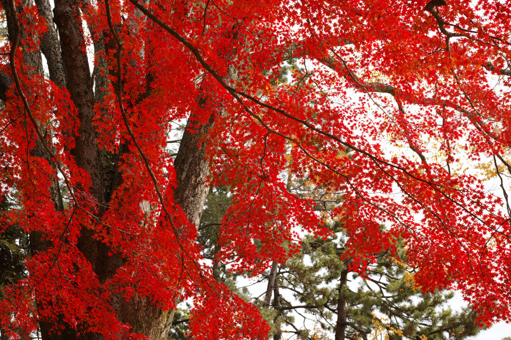 クアトロショットF