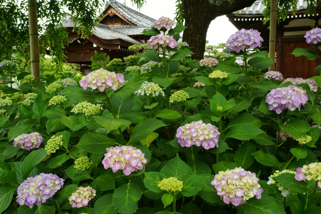 紫陽花A
