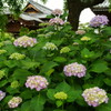 紫陽花A