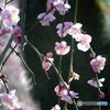 妖艶　梅　名古屋市農業センター　F