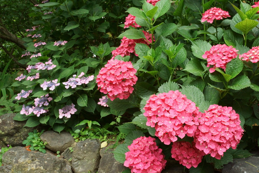 紫陽花D