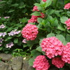 紫陽花D