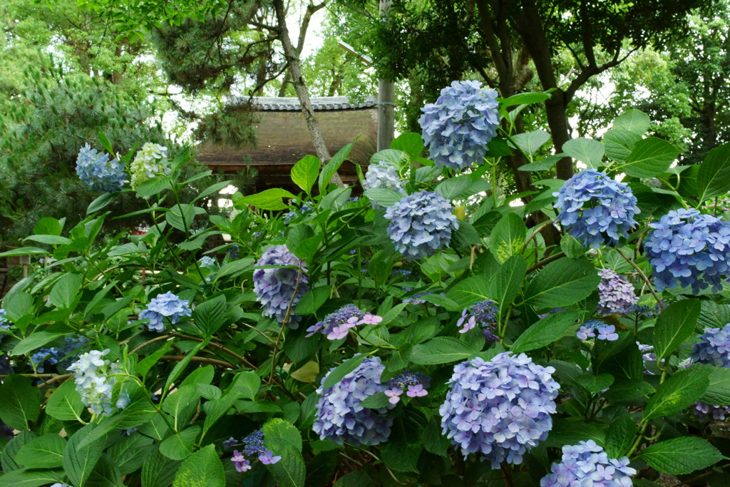 紫陽花H