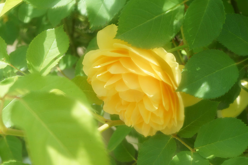 薔薇　2