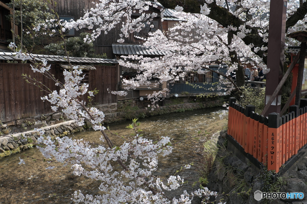 京のサクラ　しらかわA　