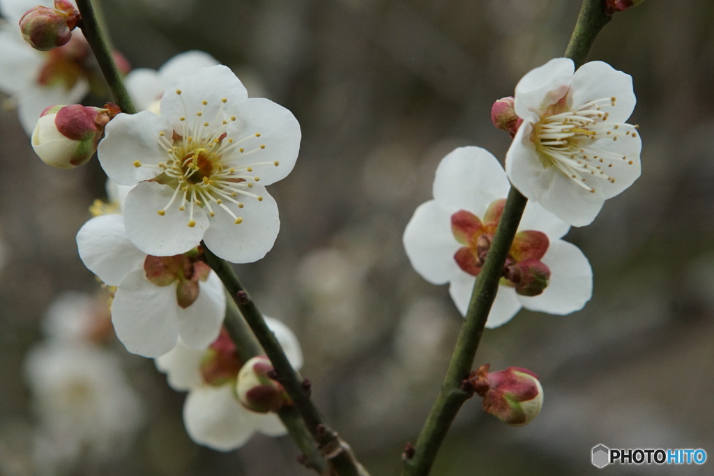 古都の早春　梅宮神苑にて