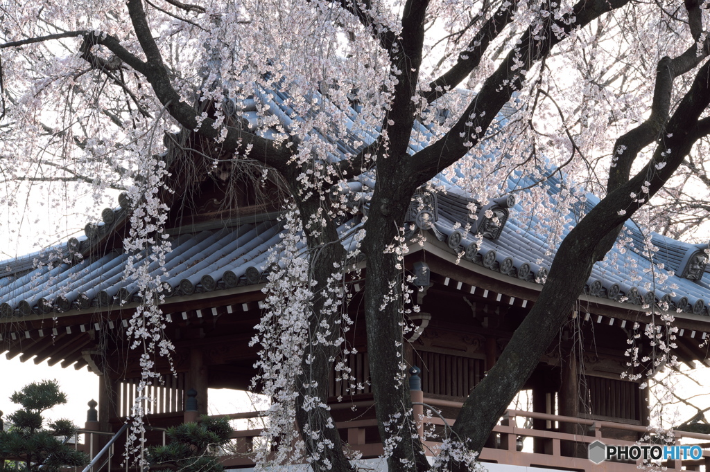 春一番　大永寺の桜　C