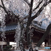 春一番　大永寺の桜　C