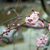 春の宴　梅宮大社の陽　A