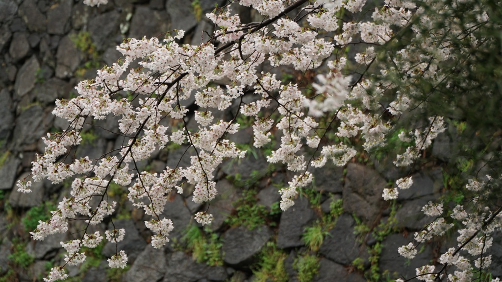 名古屋城のさくら