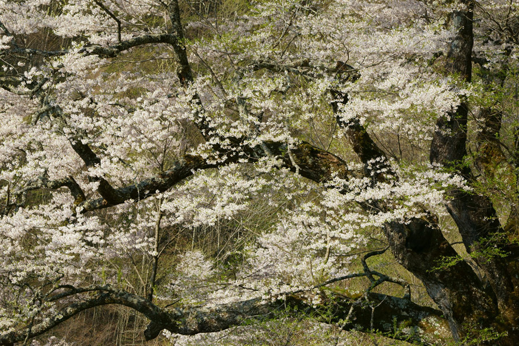 駒繫ぎの桜