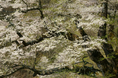 駒繫ぎの桜