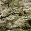駒繫ぎの桜