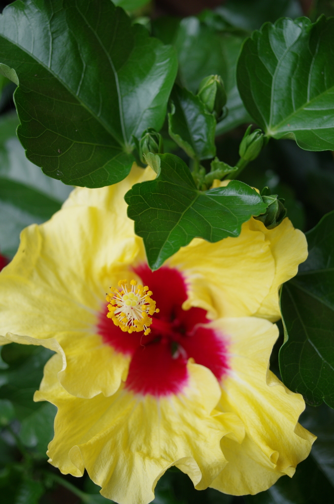 GREEN & yellow