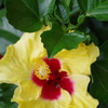 GREEN & yellow