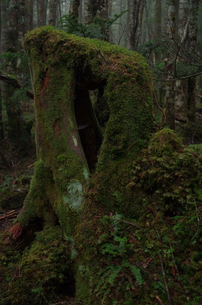Mugikusa, Yatsugatake 2